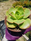 Aeonium Nobilis (4" Pot)