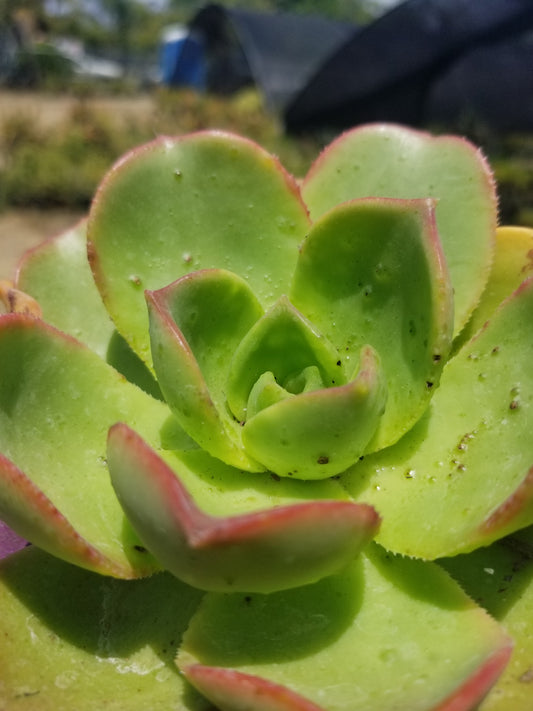 Aeonium Nobilis (4" Pot)