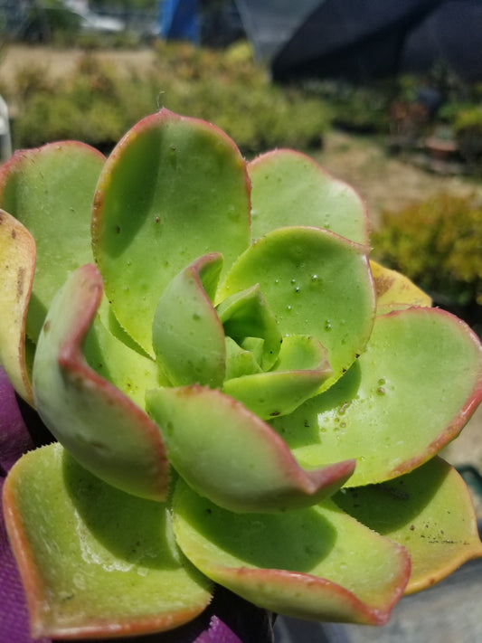 Aeonium Nobilis (4" Pot)