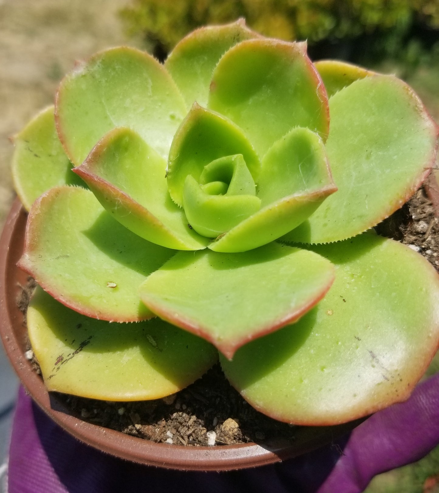 Aeonium Nobilis (4" Pot)