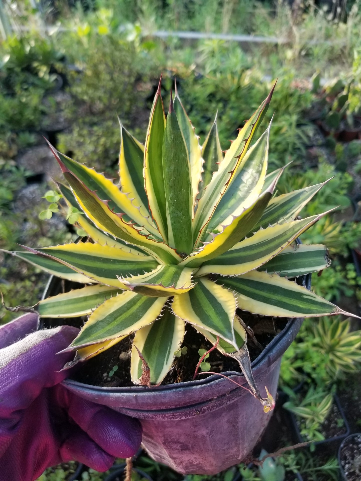 Agave Quadricolor