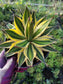 Agave Quadricolor