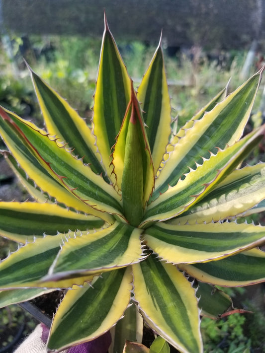 Agave Quadricolor