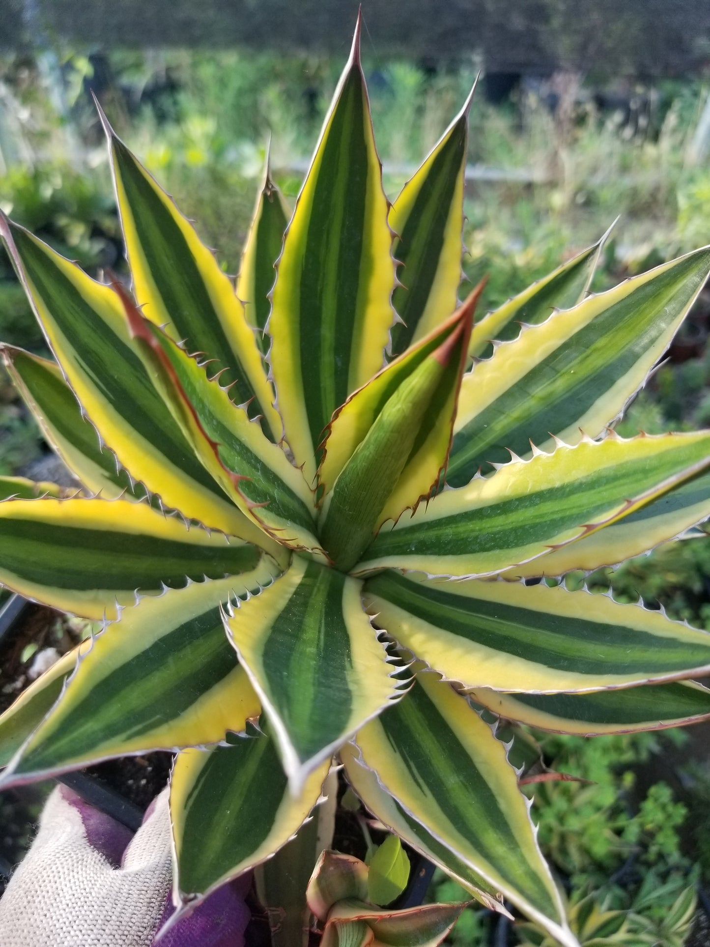 Agave Quadricolor