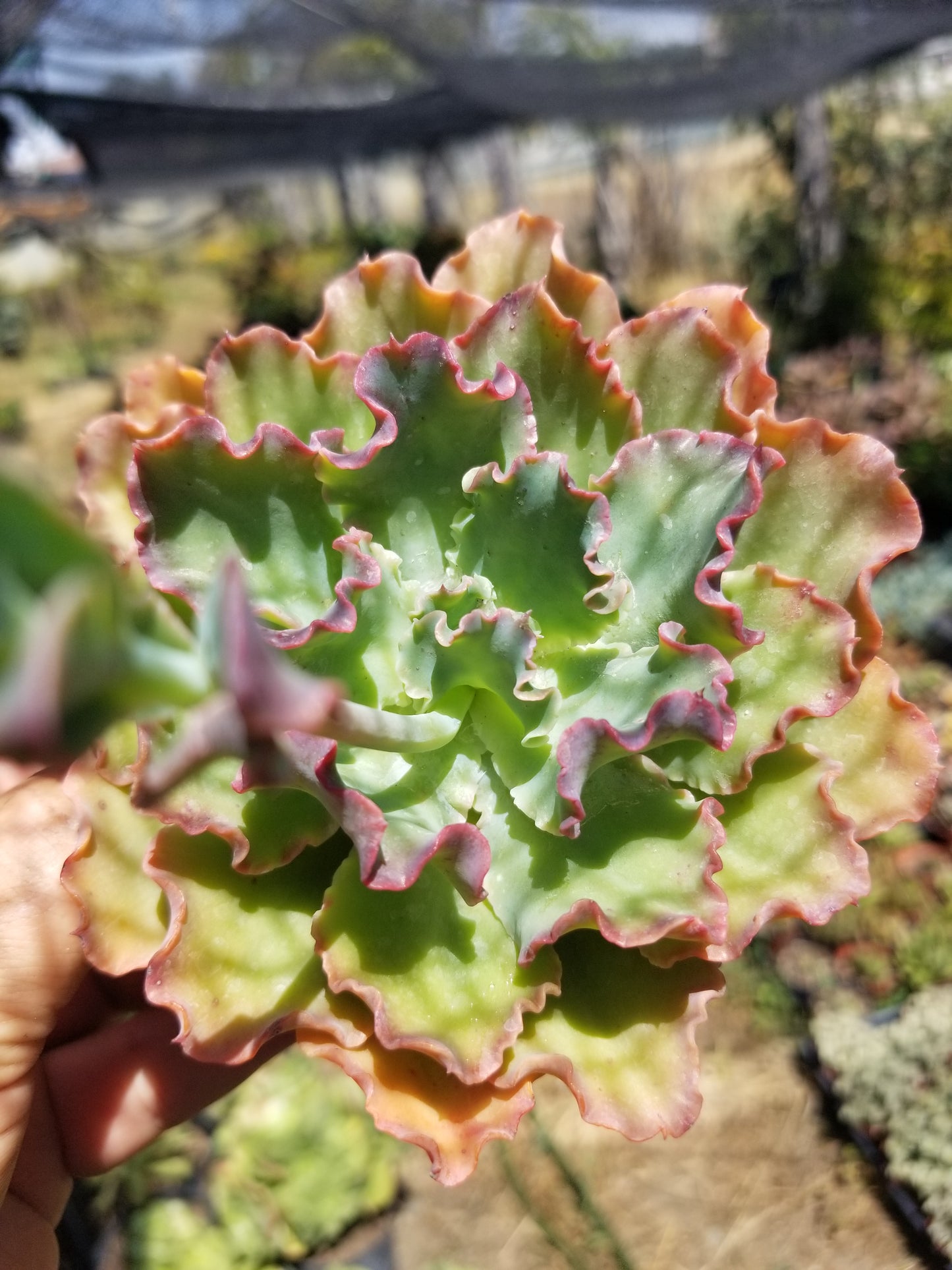 4" Echeveria Blue Curls