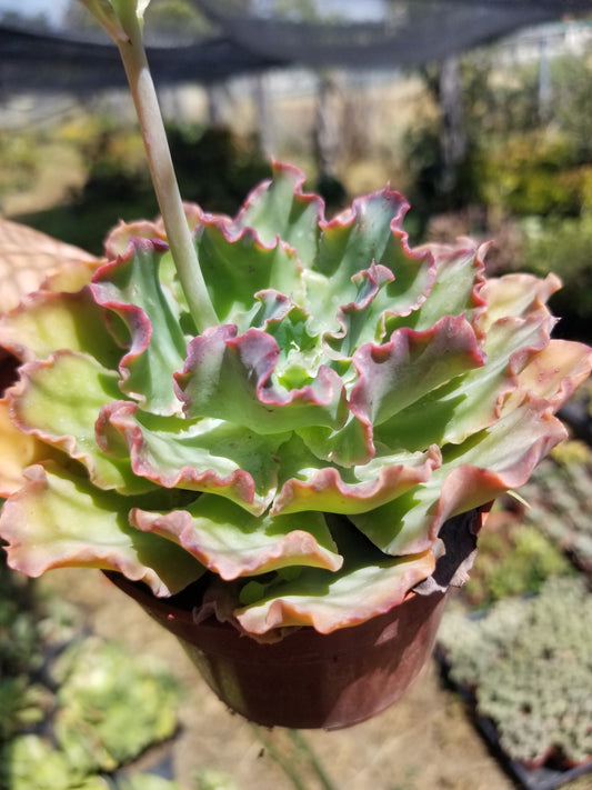 4" Echeveria Blue Curls