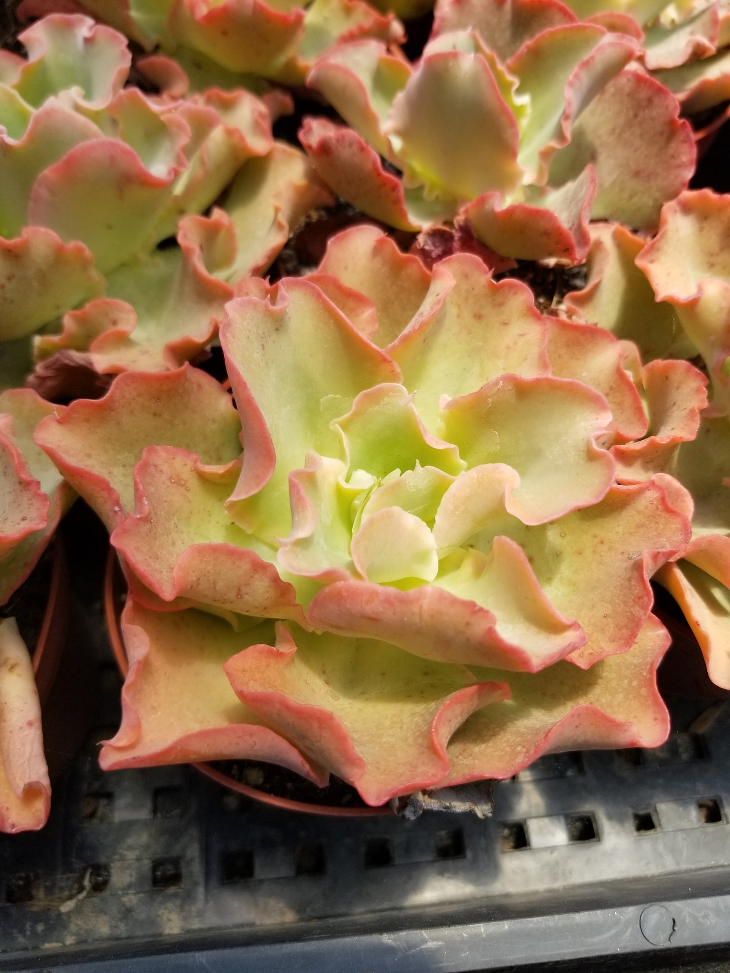 peach colored succulent Echeveria Peach Curls (4"pot) – Beaultiful Desert Plants