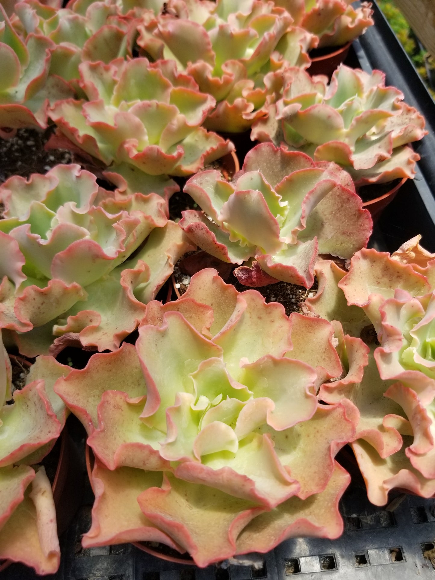 Echeveria Peach Curls (4"pot)