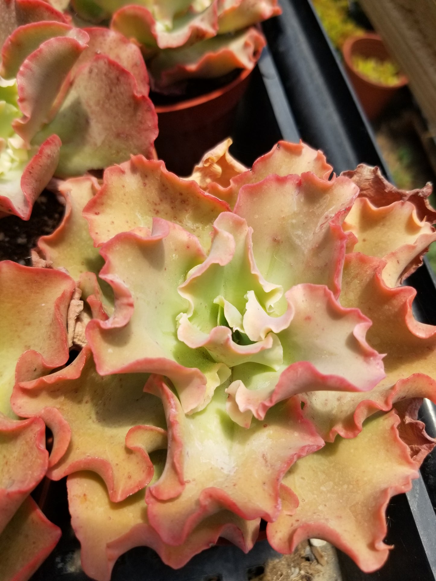 Echeveria Peach Curls (4"pot)