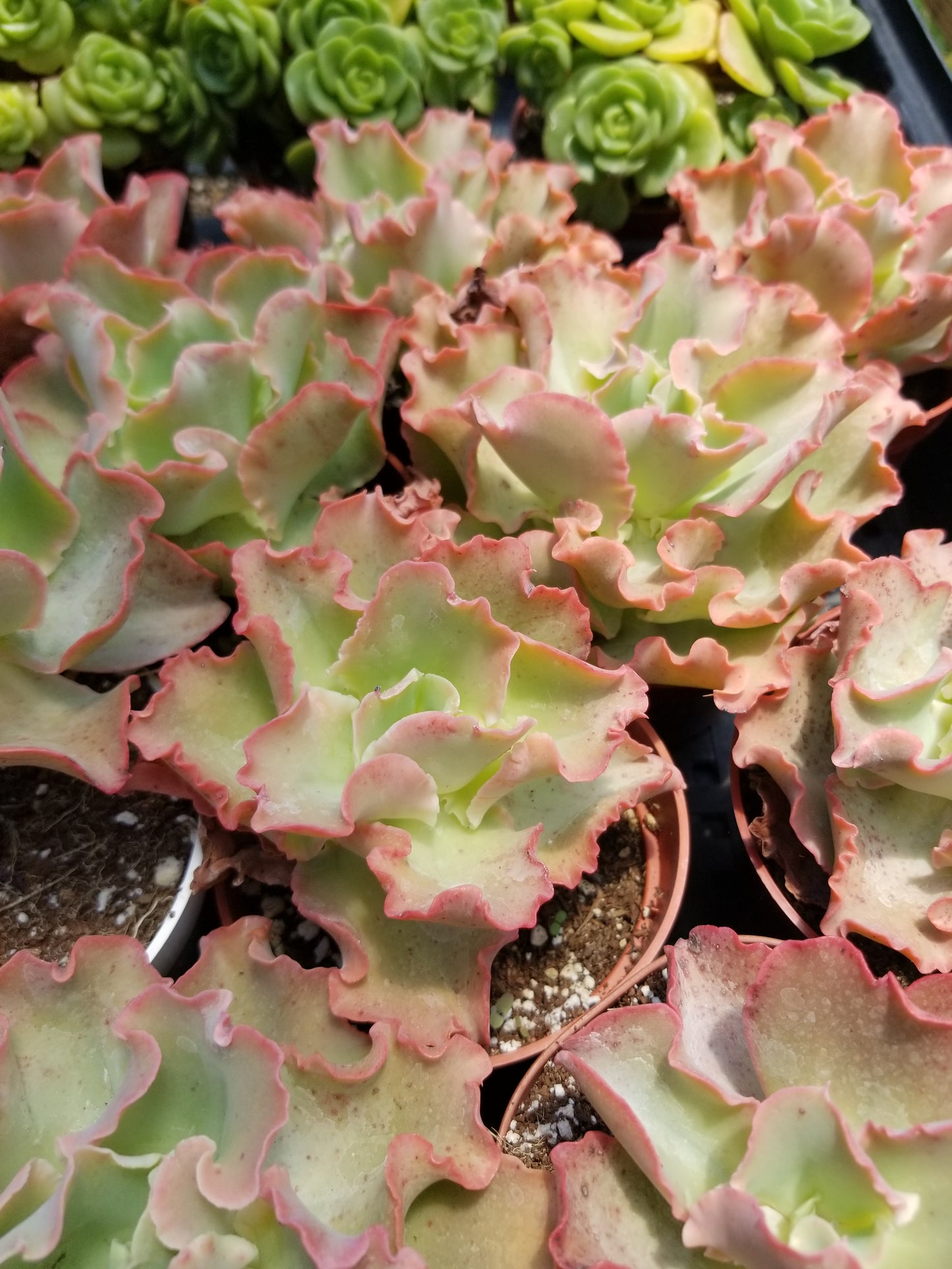 Echeveria Peach Curls (4"pot)