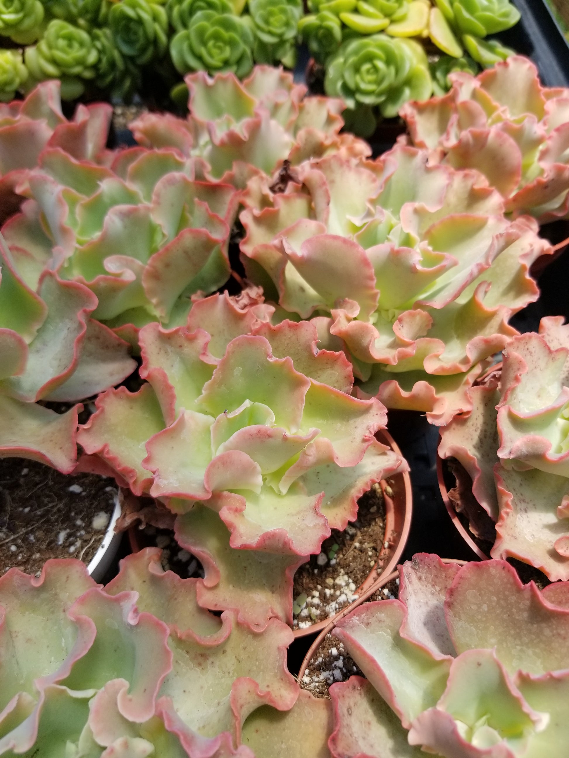 peach succulent Echeveria Peach Curls (4"pot) – Beaultiful Desert Plants