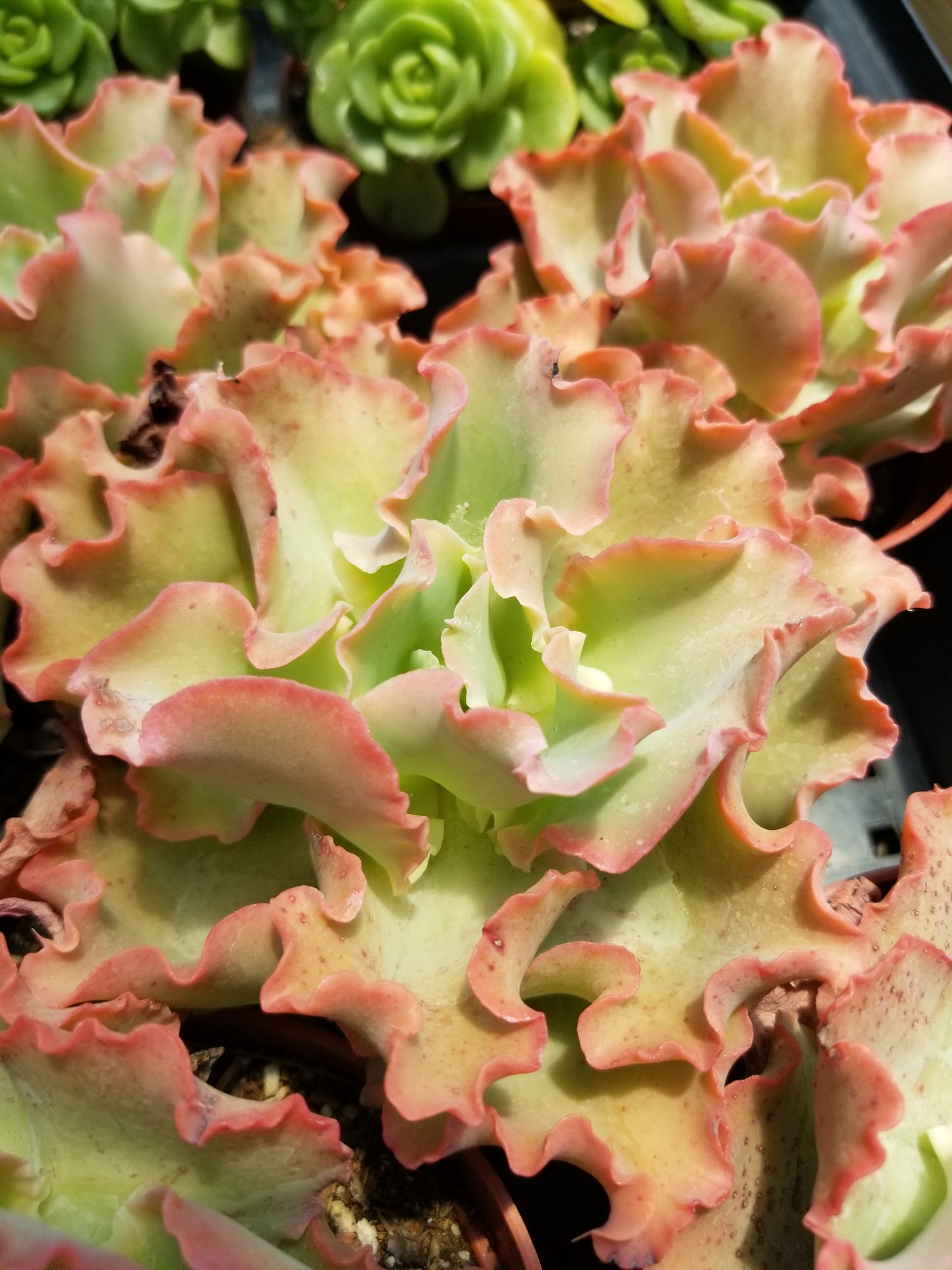 succulent with peach flowers Echeveria Peach Curls (4"pot) – Beaultiful Desert Plants