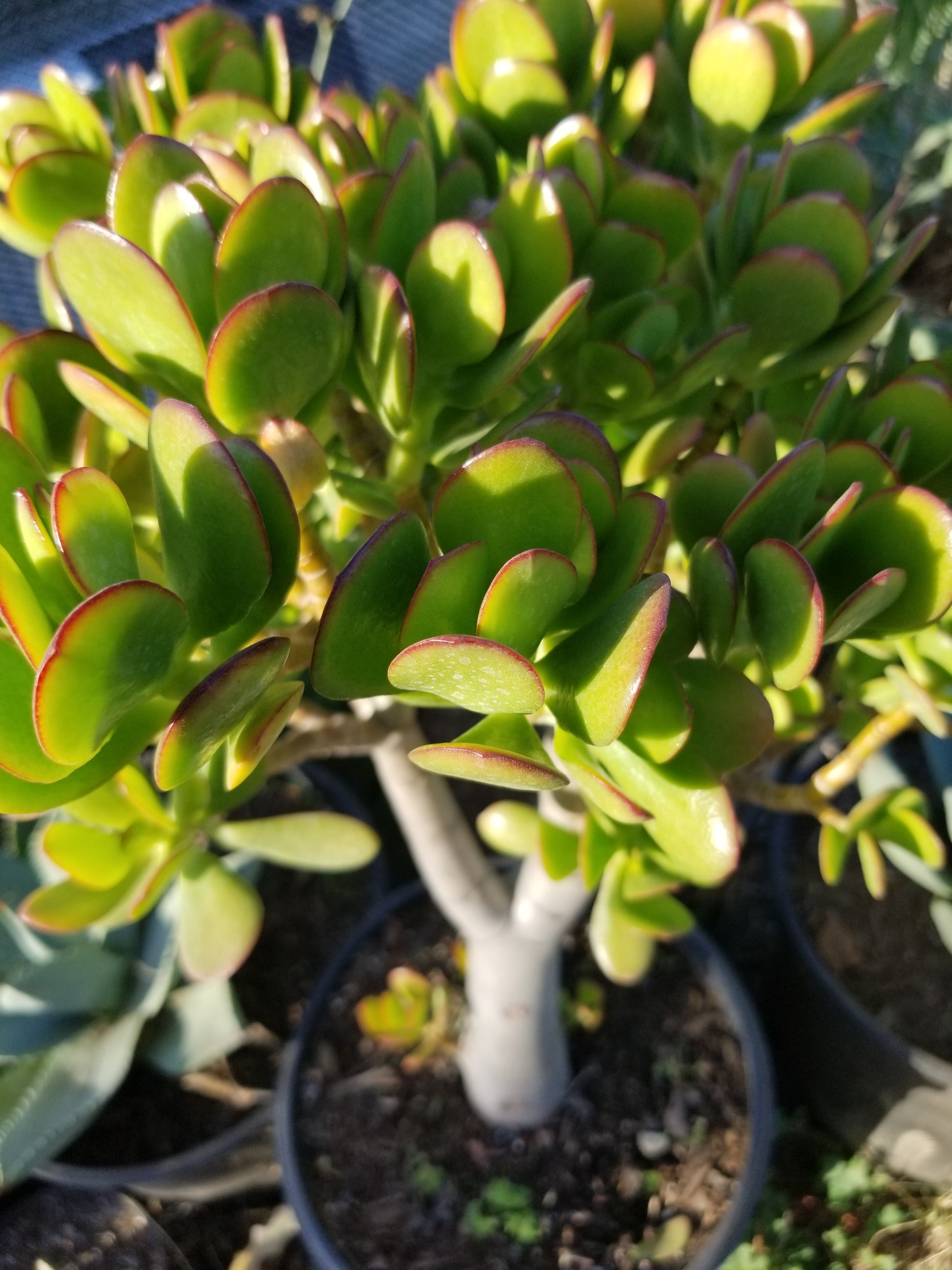 jade tree plant for sale Crassula Ovata Jade Tree – Beaultiful Desert Plants