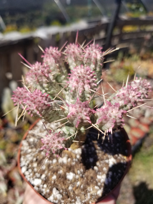 Variegated Corn Cub Cactus (4" pot)