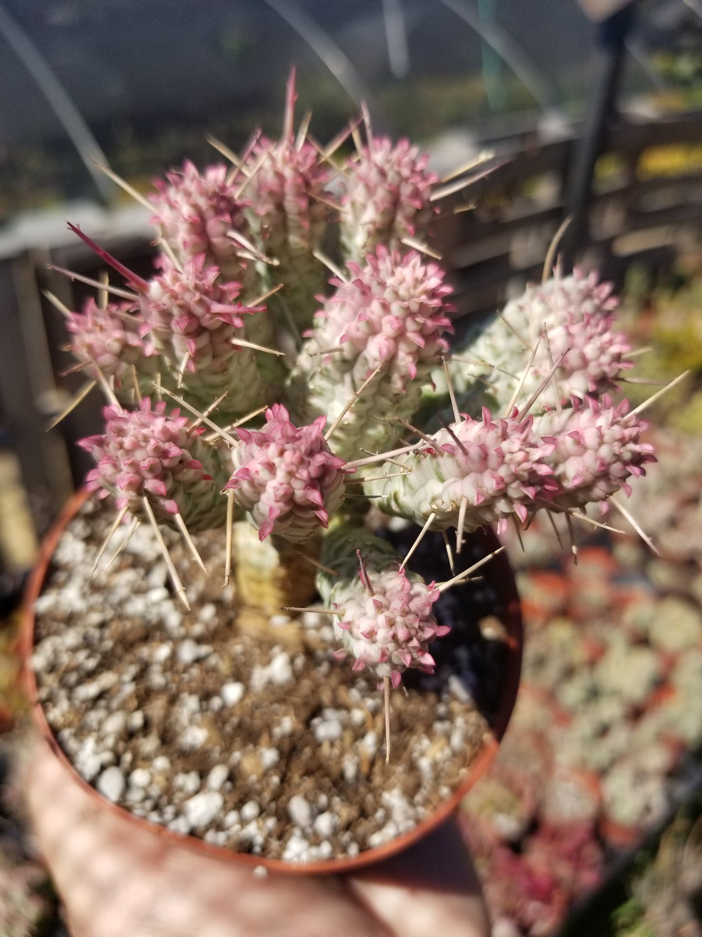 Variegated Corn Cub Cactus (4" pot)