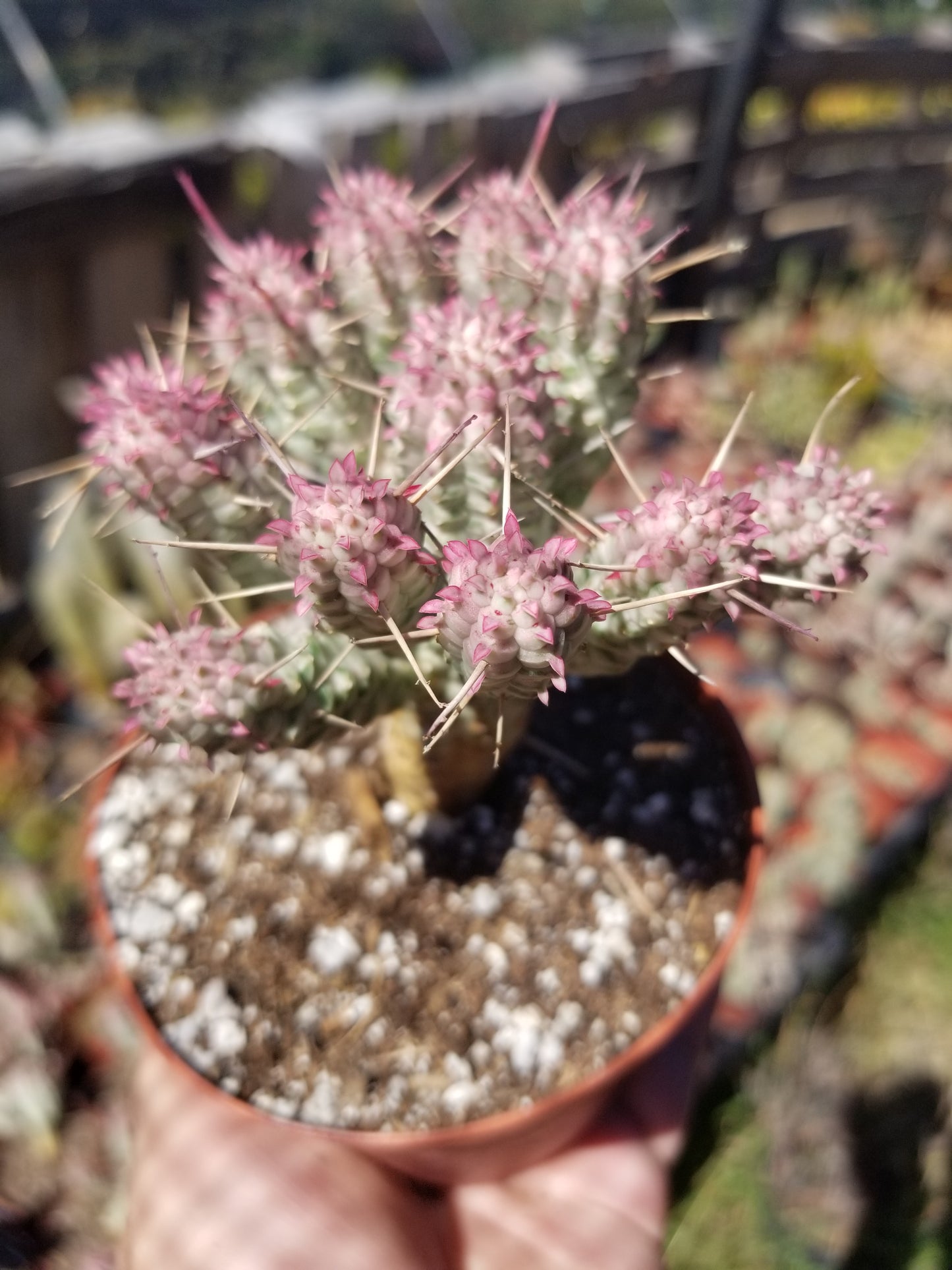 cactus soil for corn plant Variegated Corn Cub Cactus (4" pot) – Beaultiful Desert Plants