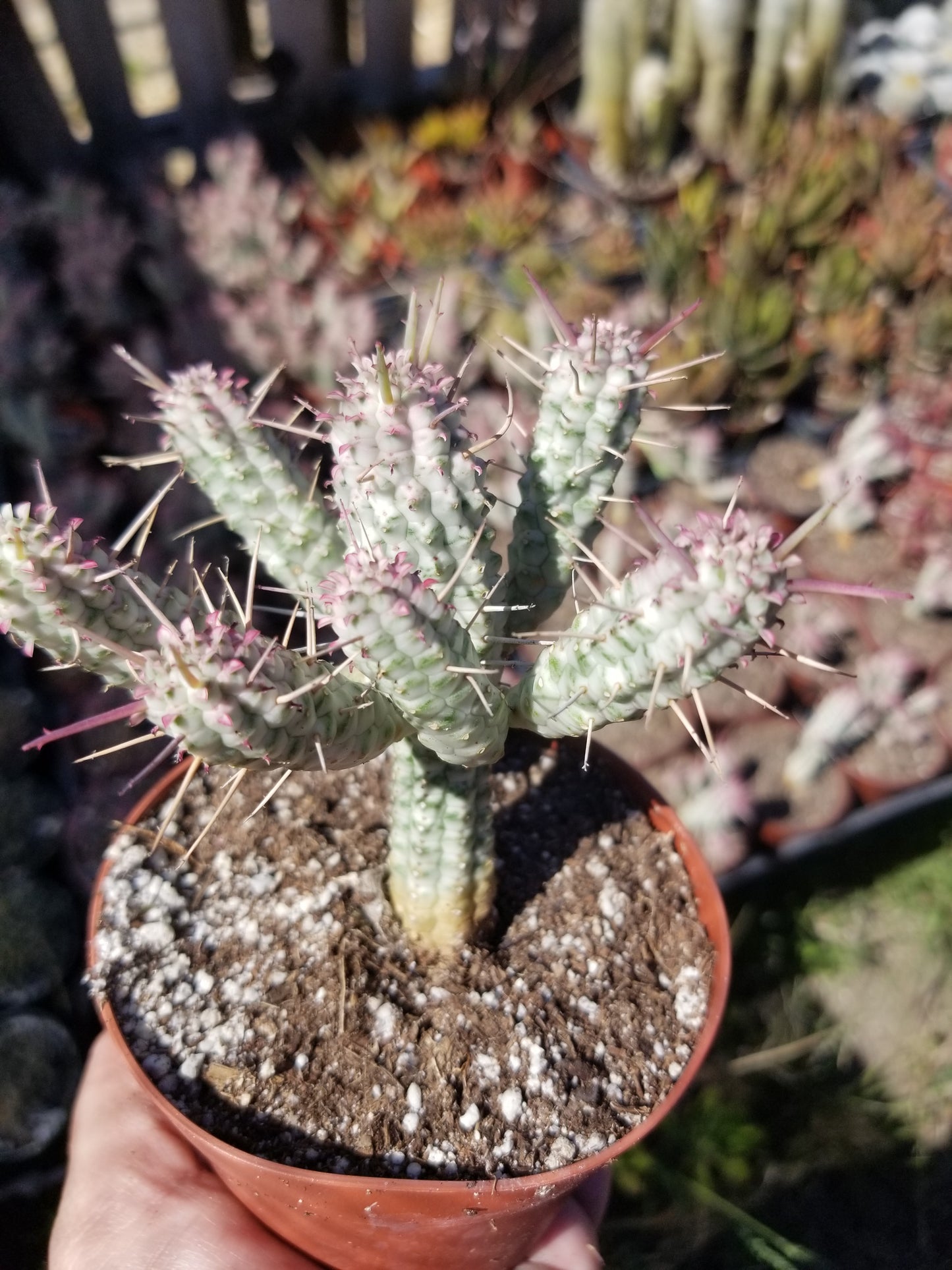 Variegated Corn Cub Cactus (4" pot)