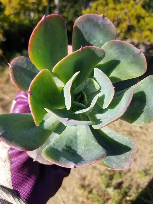 Echeveria Blue Sky (4" Pot)