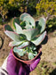 Echeveria Blue Sky (4" Pot)