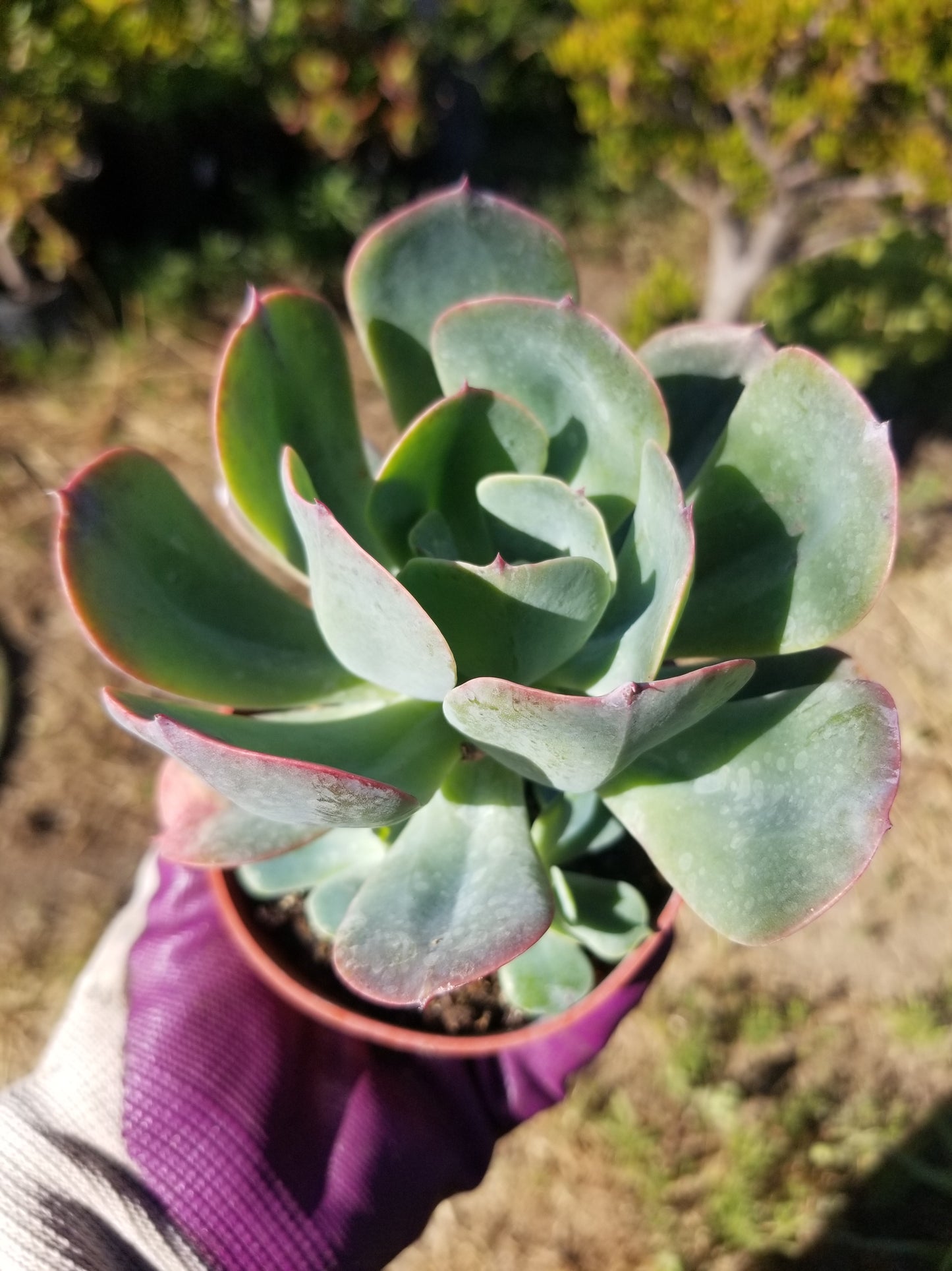 Echeveria Blue Sky (4" Pot)