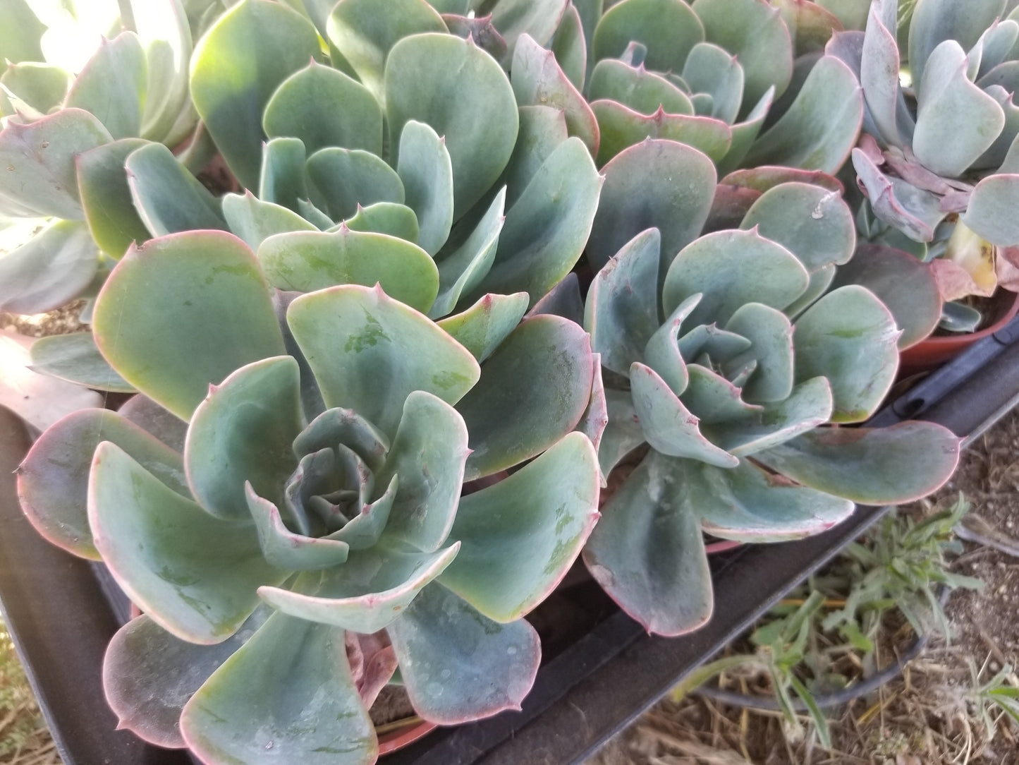 Echeveria Blue Sky (4" Pot)