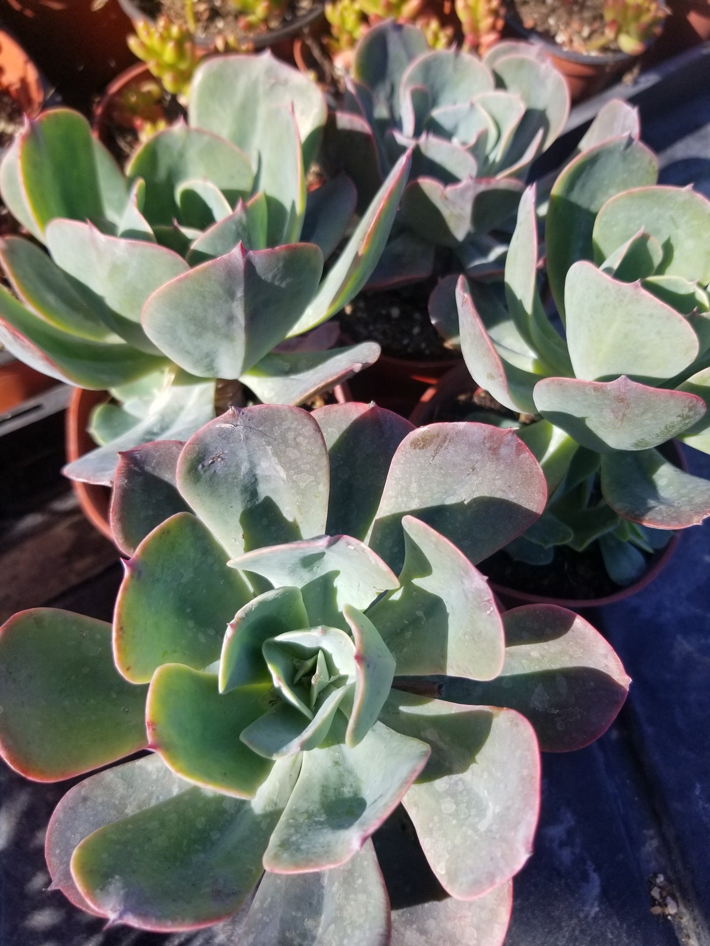 Echeveria Blue Sky (4" Pot)