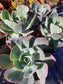 Echeveria Blue Sky (4" Pot)