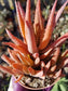 Aloe Crosby's Prolific (4" pot)