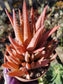 Aloe Crosby's Prolific (4" pot)