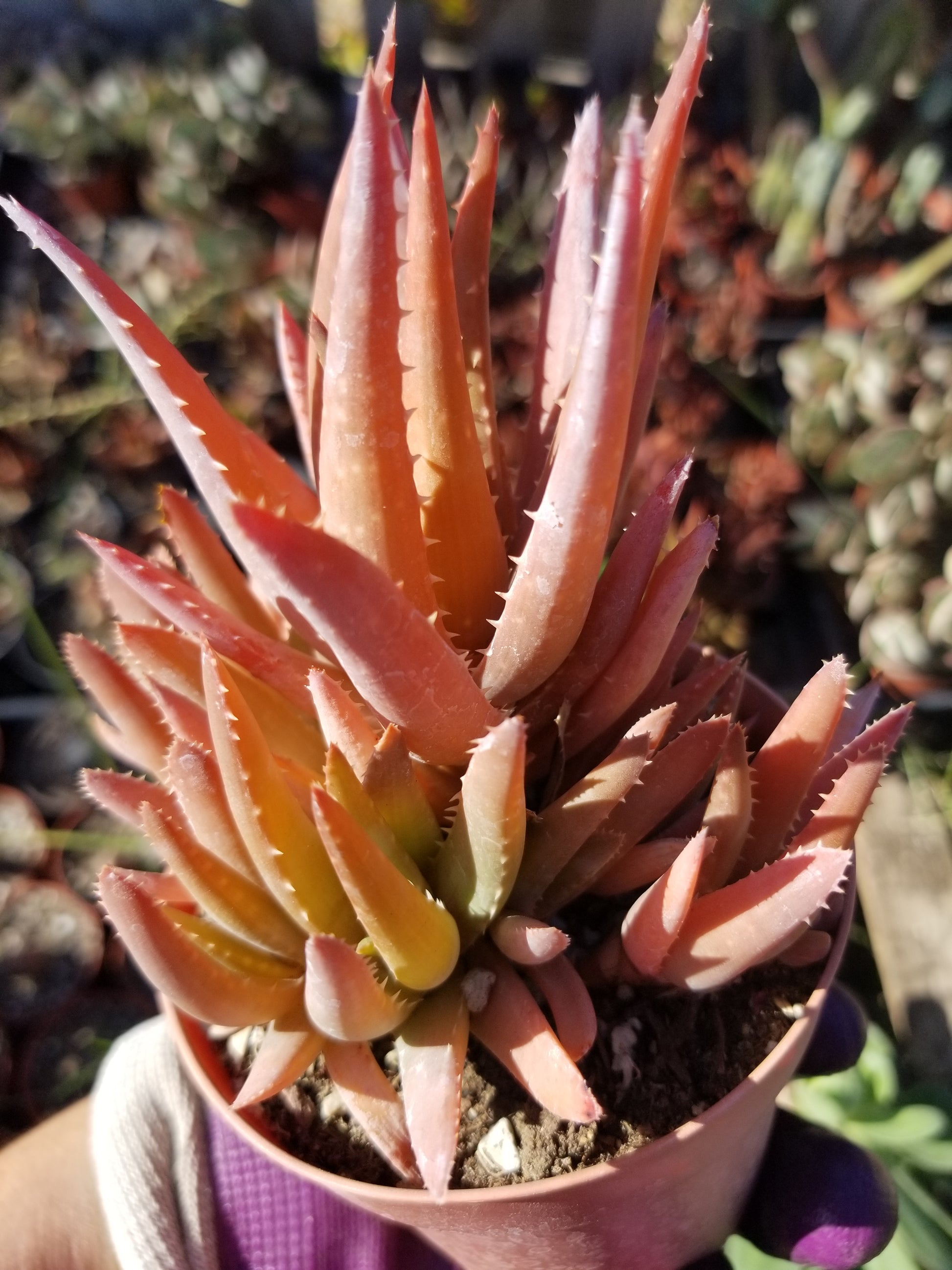 prolific succulents Aloe Crosby's Prolific (4" pot) Succulent Plant – Beaultiful Desert Plants