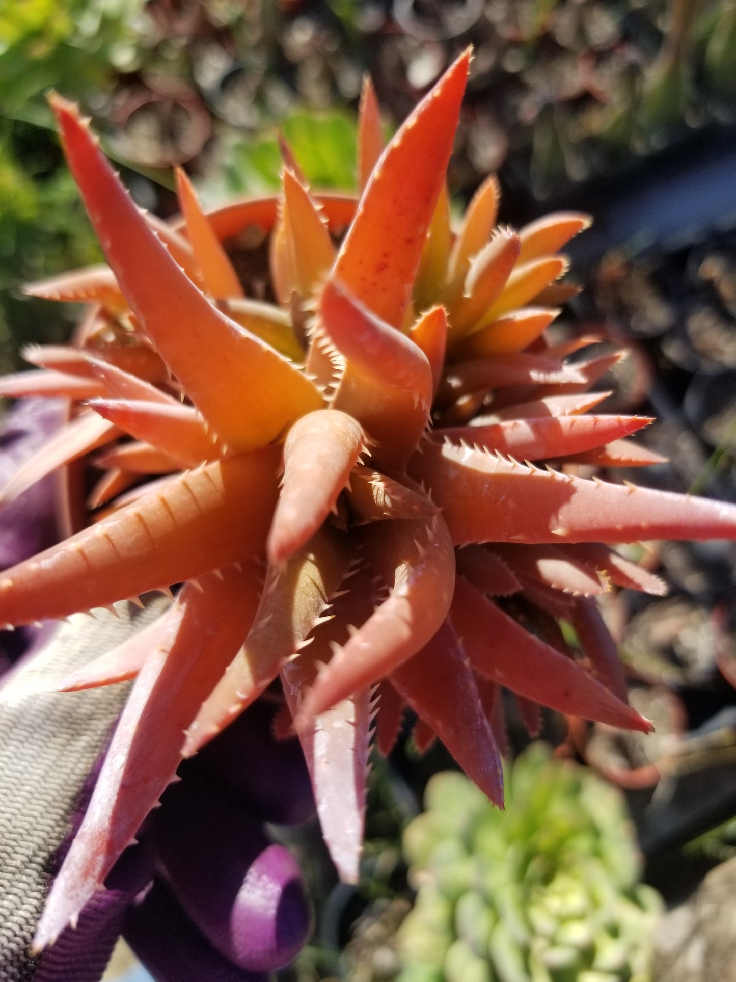 Aloe Crosby's Prolific (4" pot)