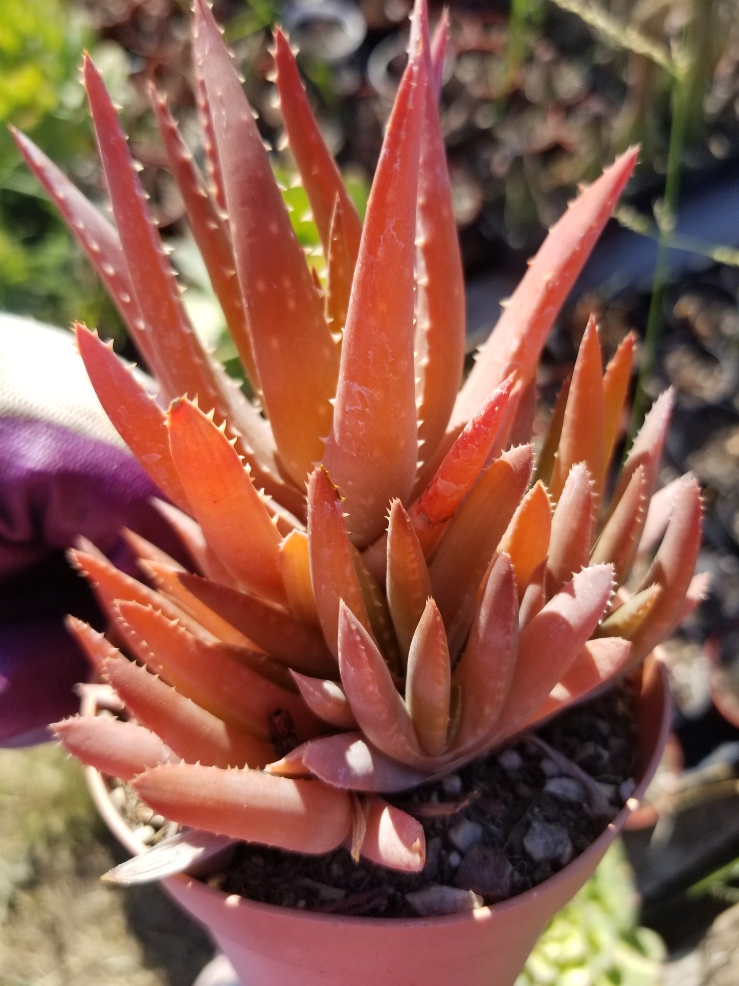 Aloe Crosby's Prolific (4" pot)