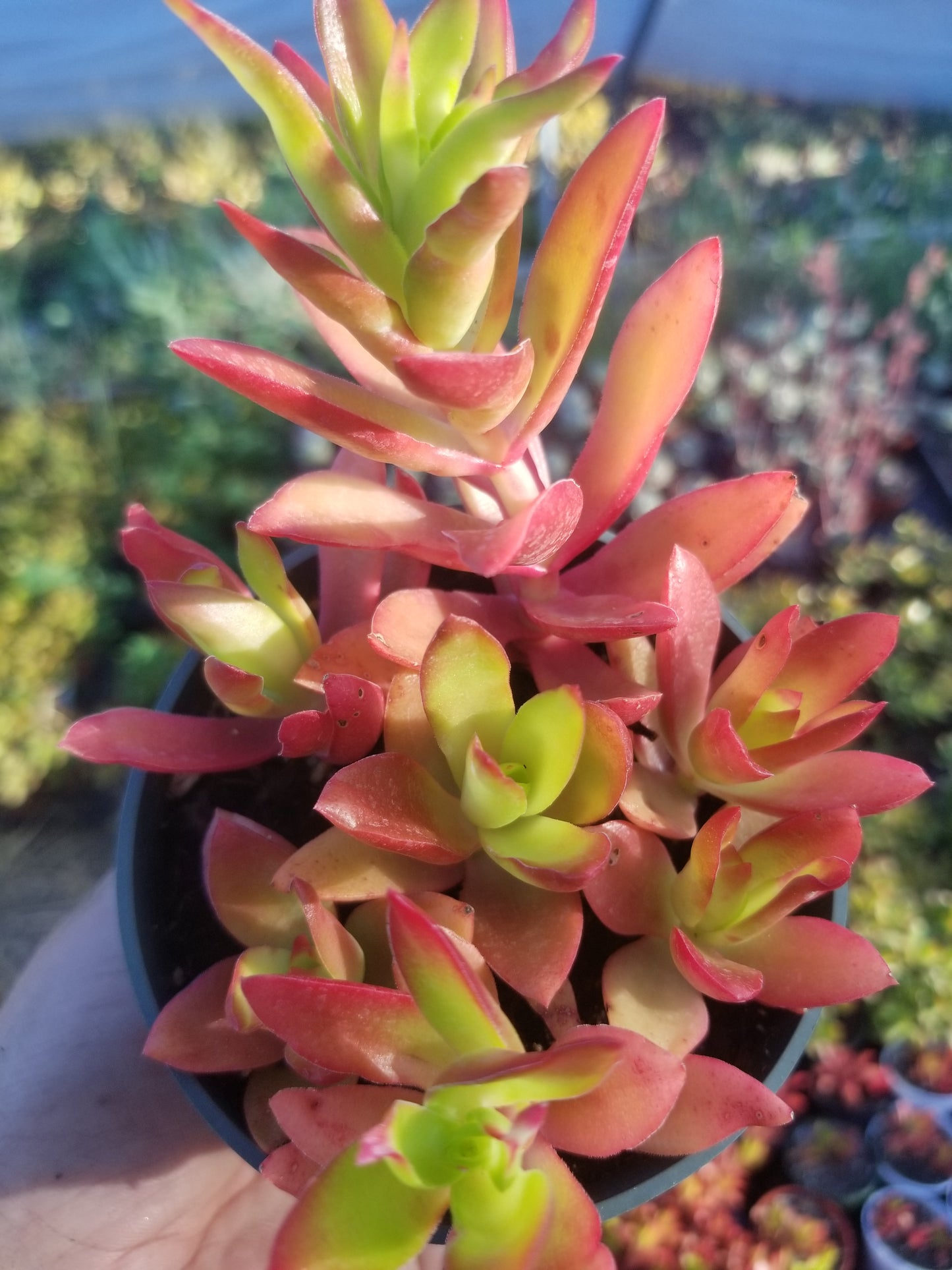 Crassula Campfire (4"Pot)