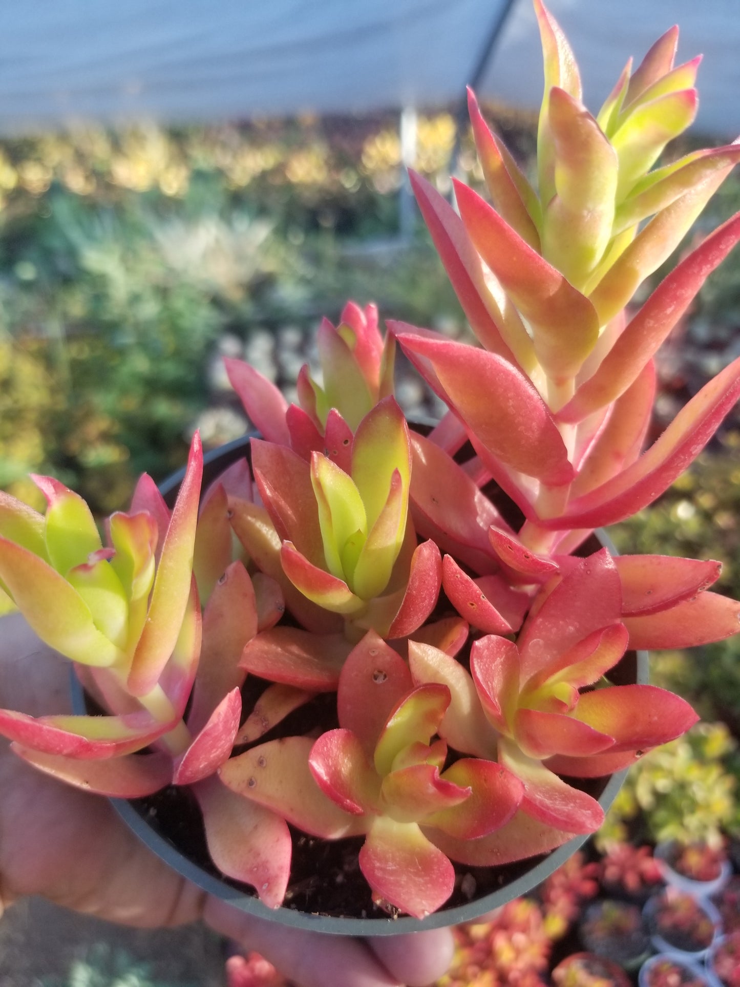 Crassula Campfire (4"Pot)