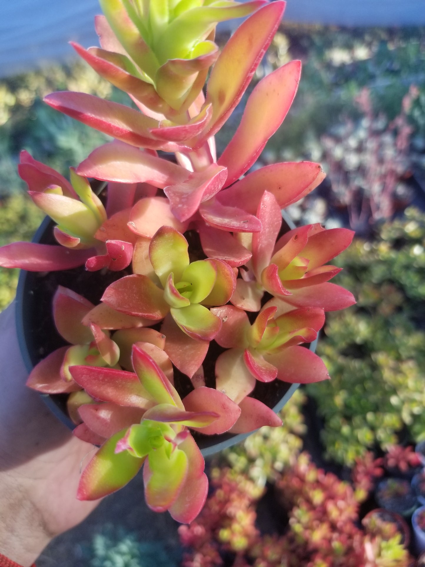 Crassula Campfire (4"Pot)