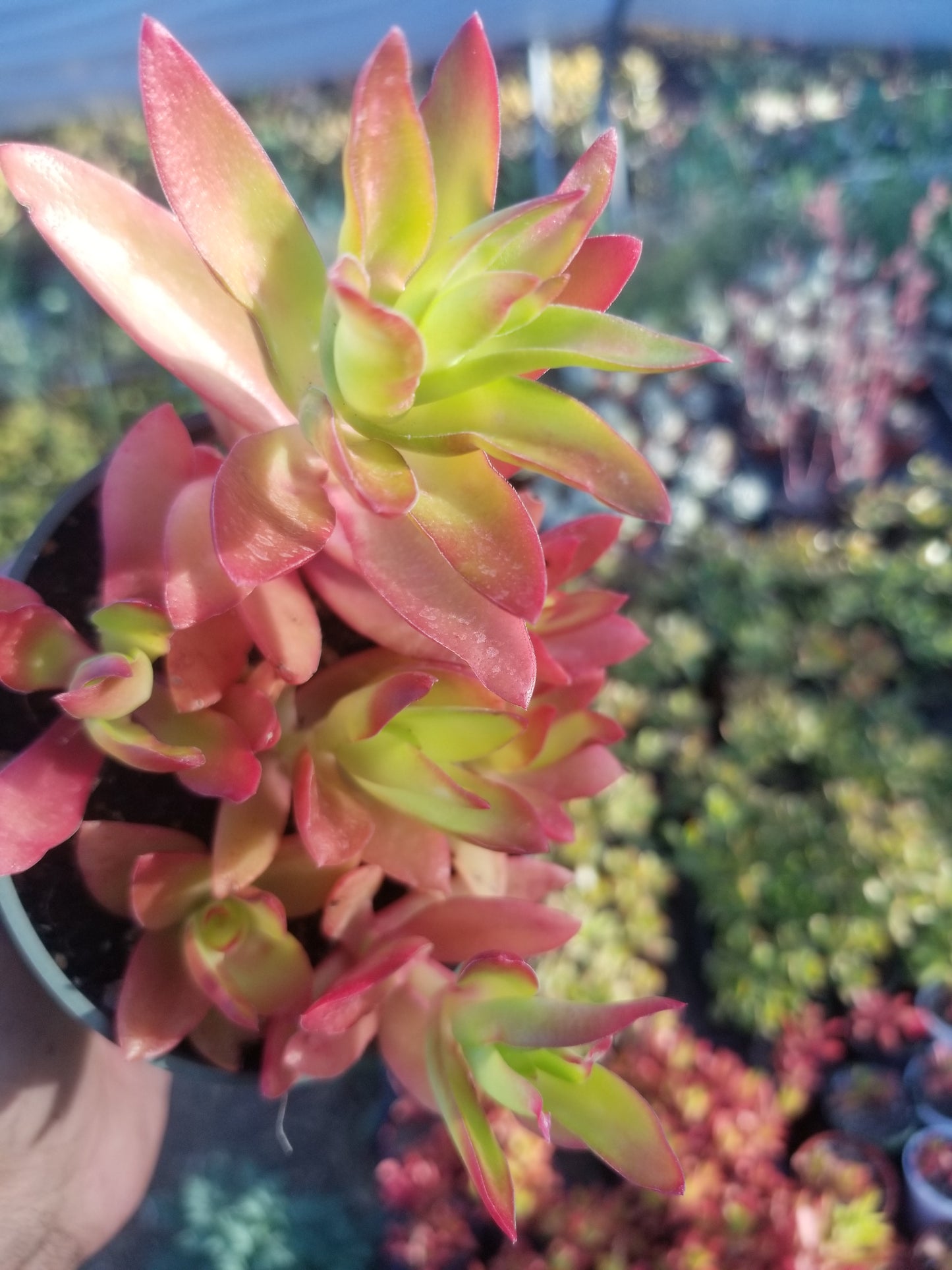 Crassula Campfire (4"Pot)