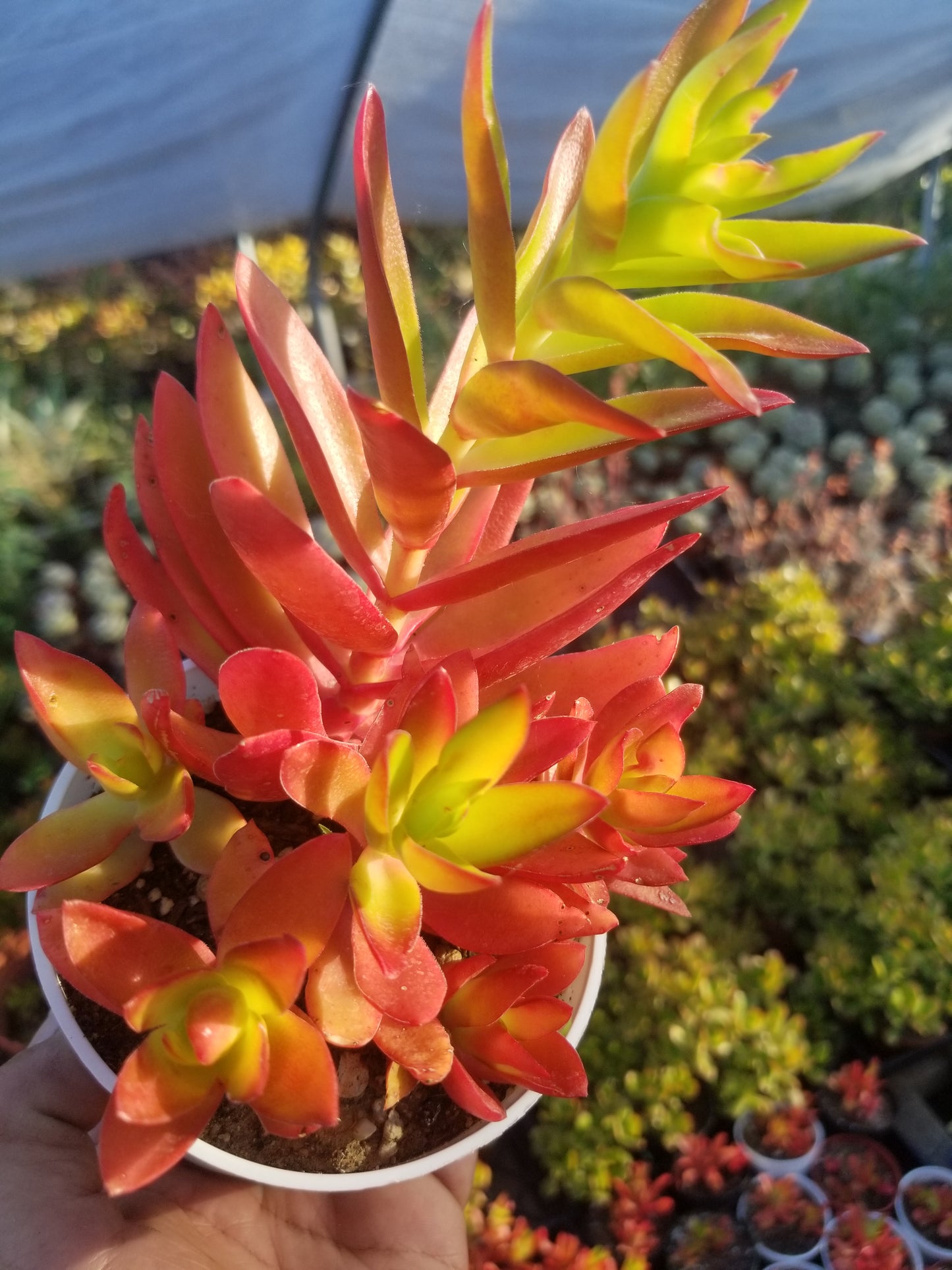campfire succulent propagation Crassula Campfire (4"Pot) – Beaultiful Desert Plants