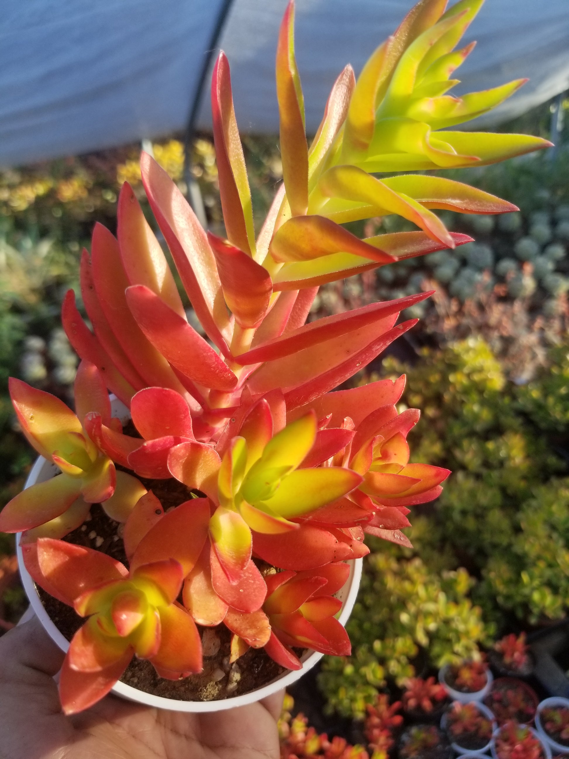 campfire jade succulent Crassula Campfire (4"Pot) – Beaultiful Desert Plants