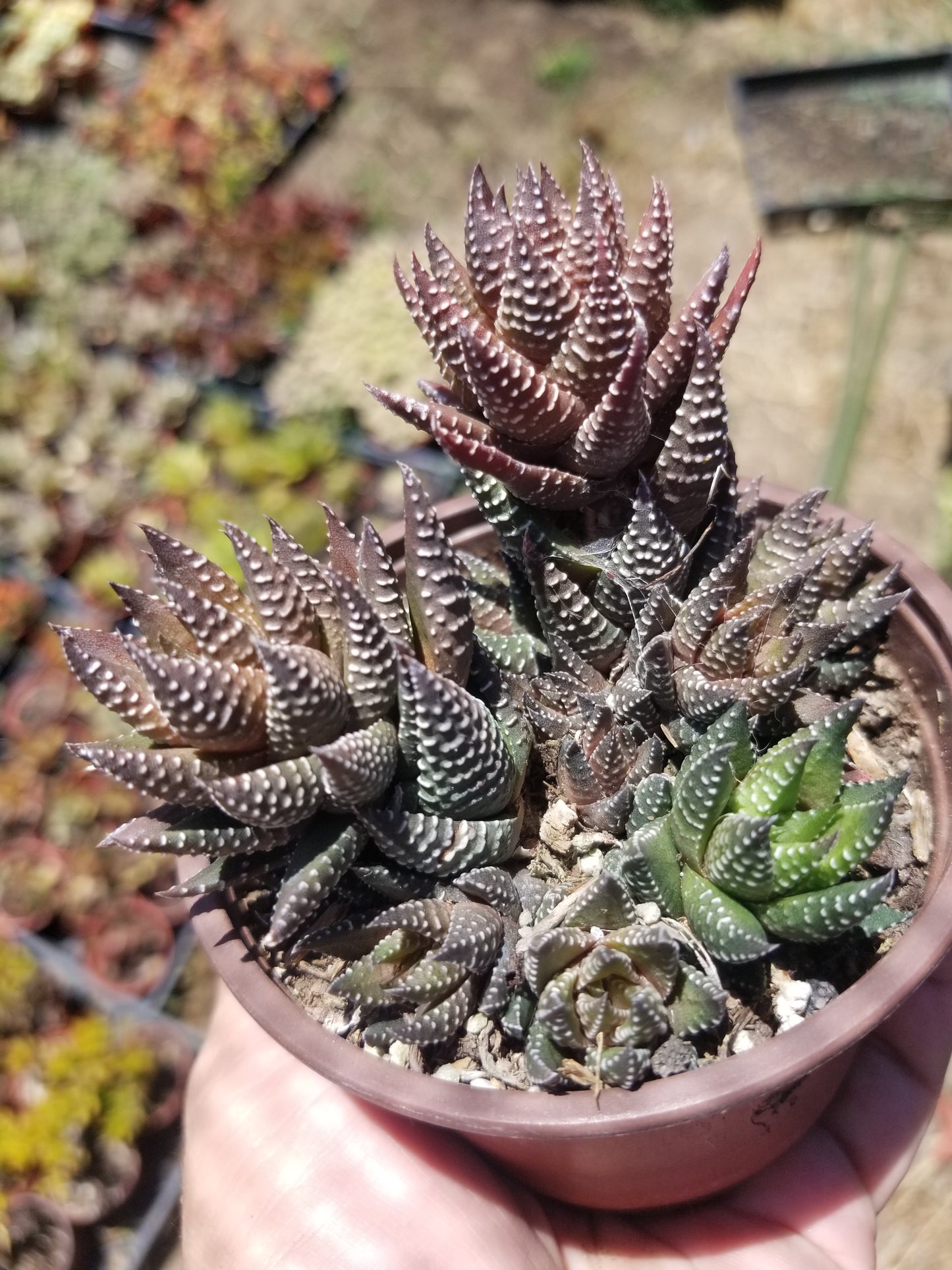 Haworthia Pumila (4" Pot)