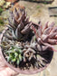 Haworthia Pumila (4" Pot)