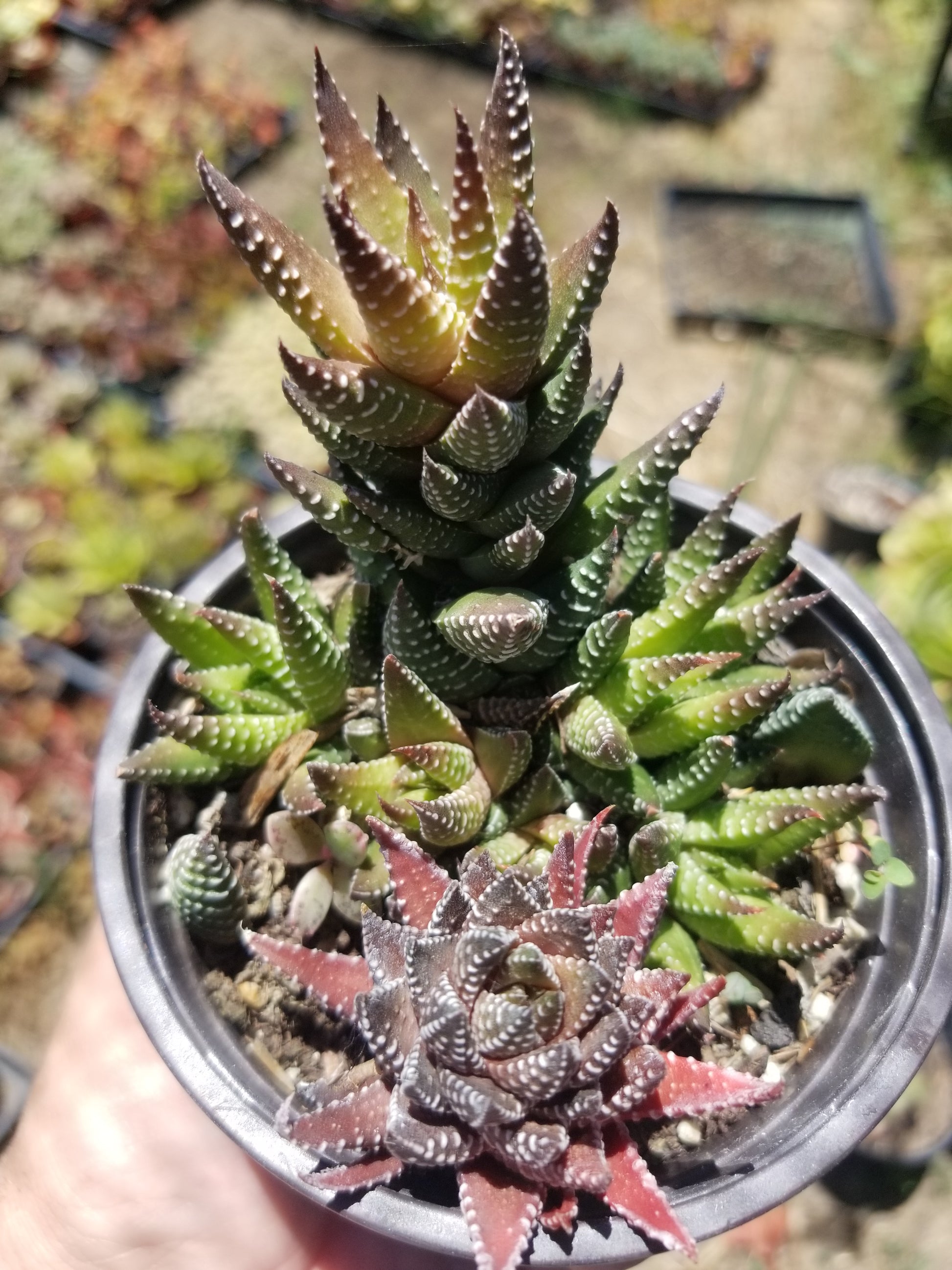 hawthornia succulent Haworthia Pumila (4" Pot) Succulent Plant – Beaultiful Desert Plants