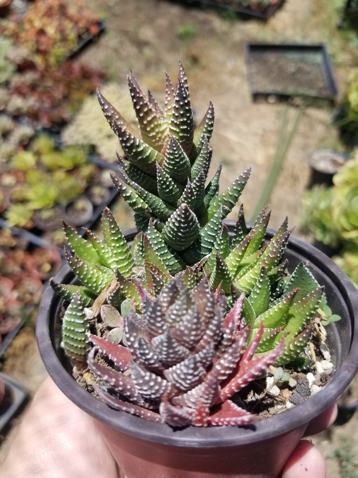 Haworthia Pumila (4" Pot)