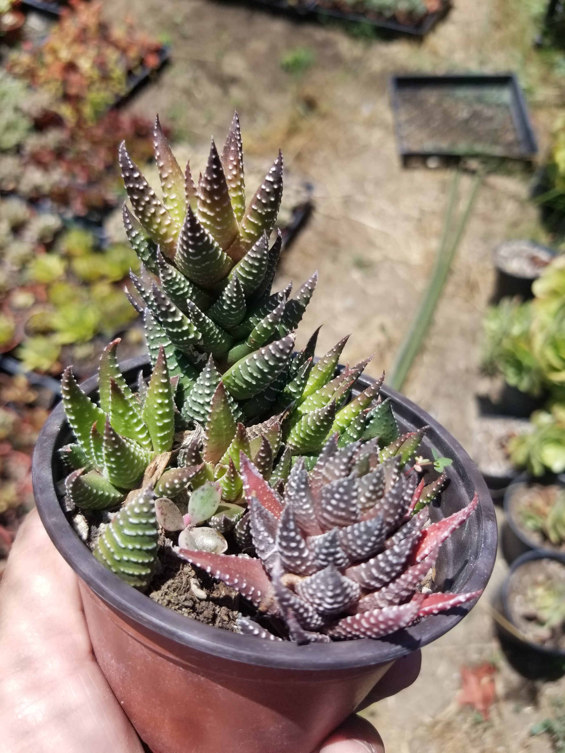hawthoria succulents Haworthia Pumila (4" Pot) Succulent Plant – Beaultiful Desert Plants