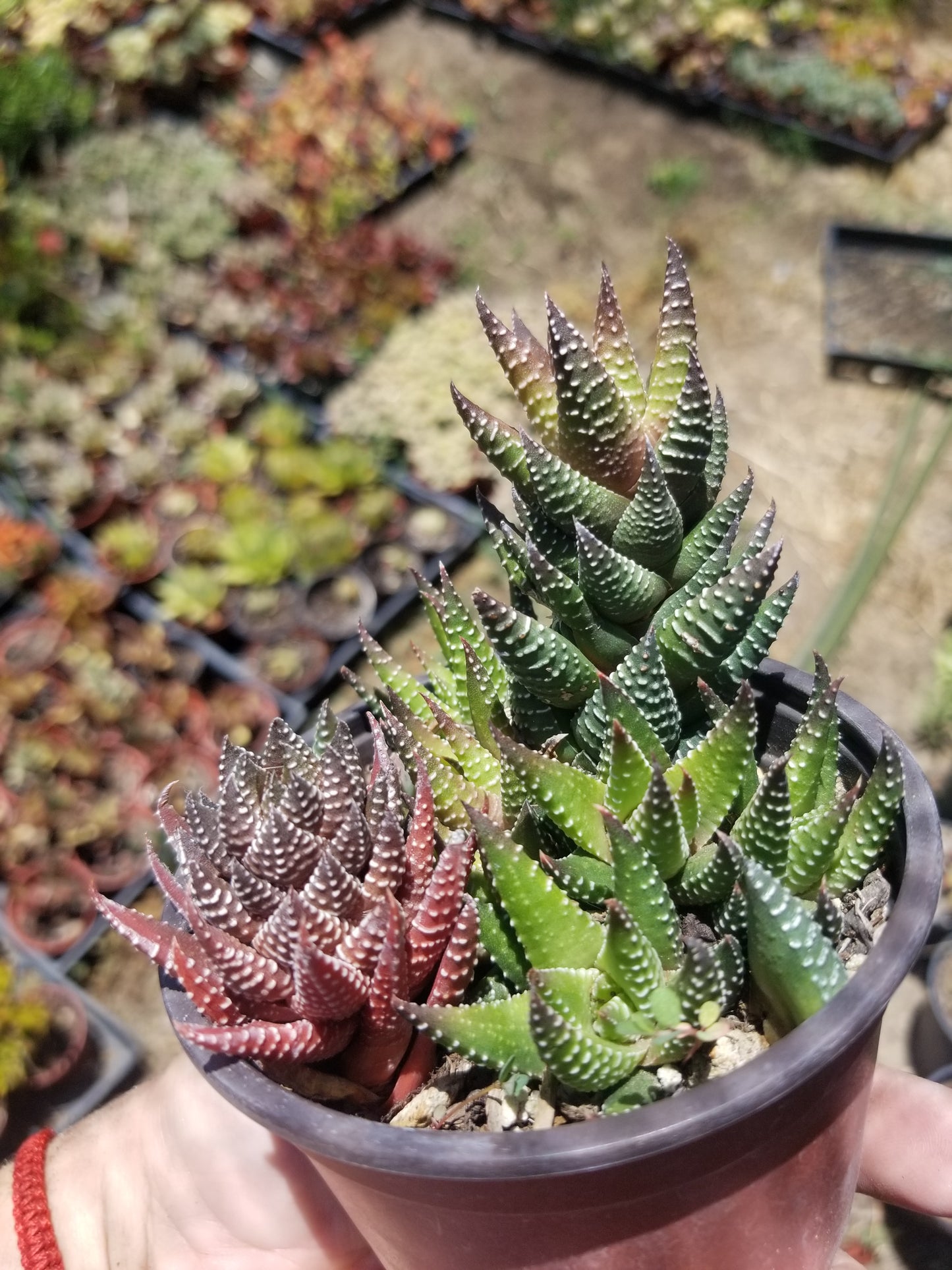 Haworthia Pumila (4" Pot)