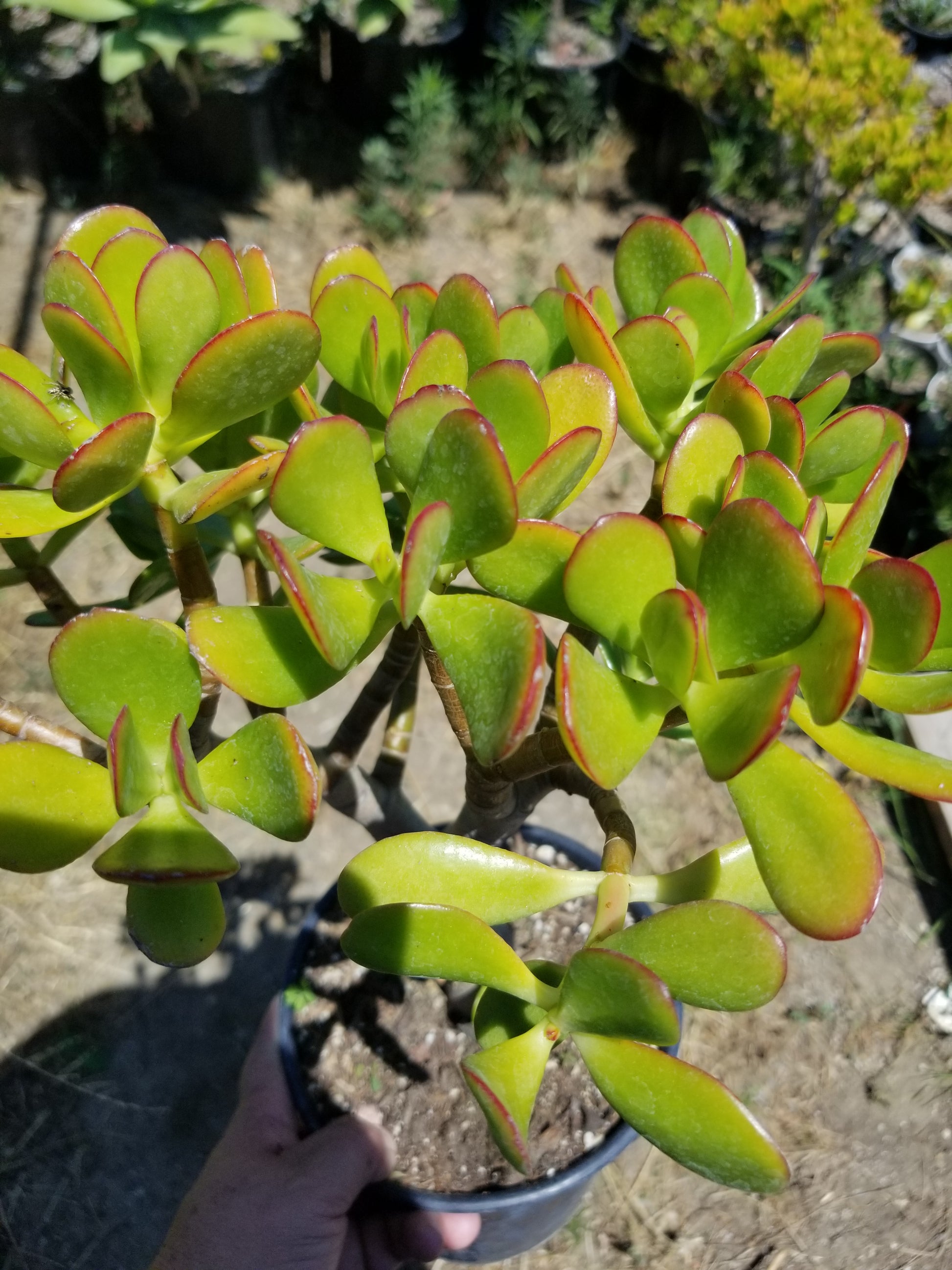 desert jade plant Crassula Ovata Jade Tree – Beaultiful Desert Plants