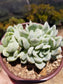 Echeveria Elegant Cluster "Mexican Snowball" (4" pot)