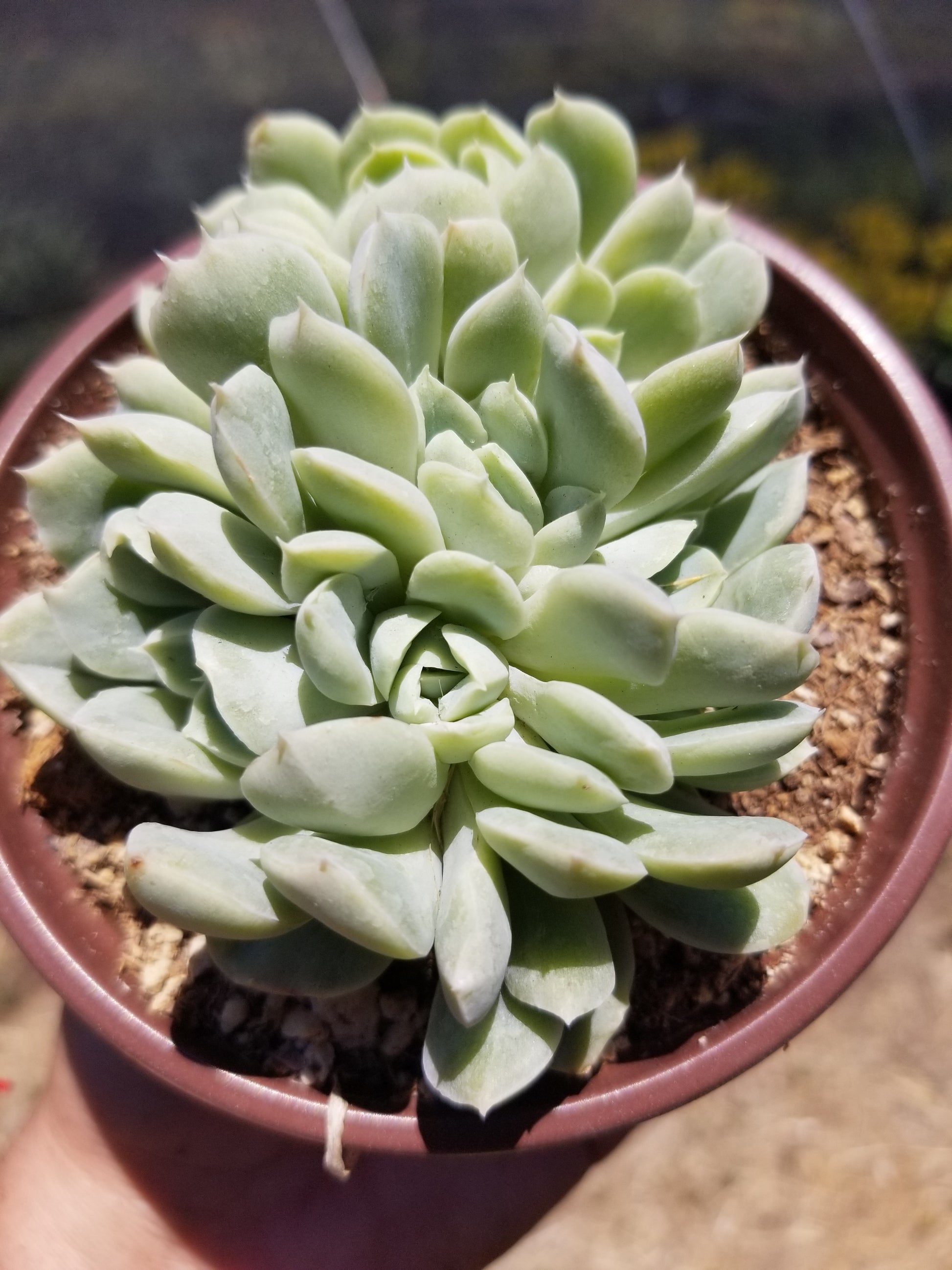 mexican succulent plant Echeveria Elegant Cluster "Mexican Snowball" (4" pot) Succulent plant – Beaultiful Desert Plants