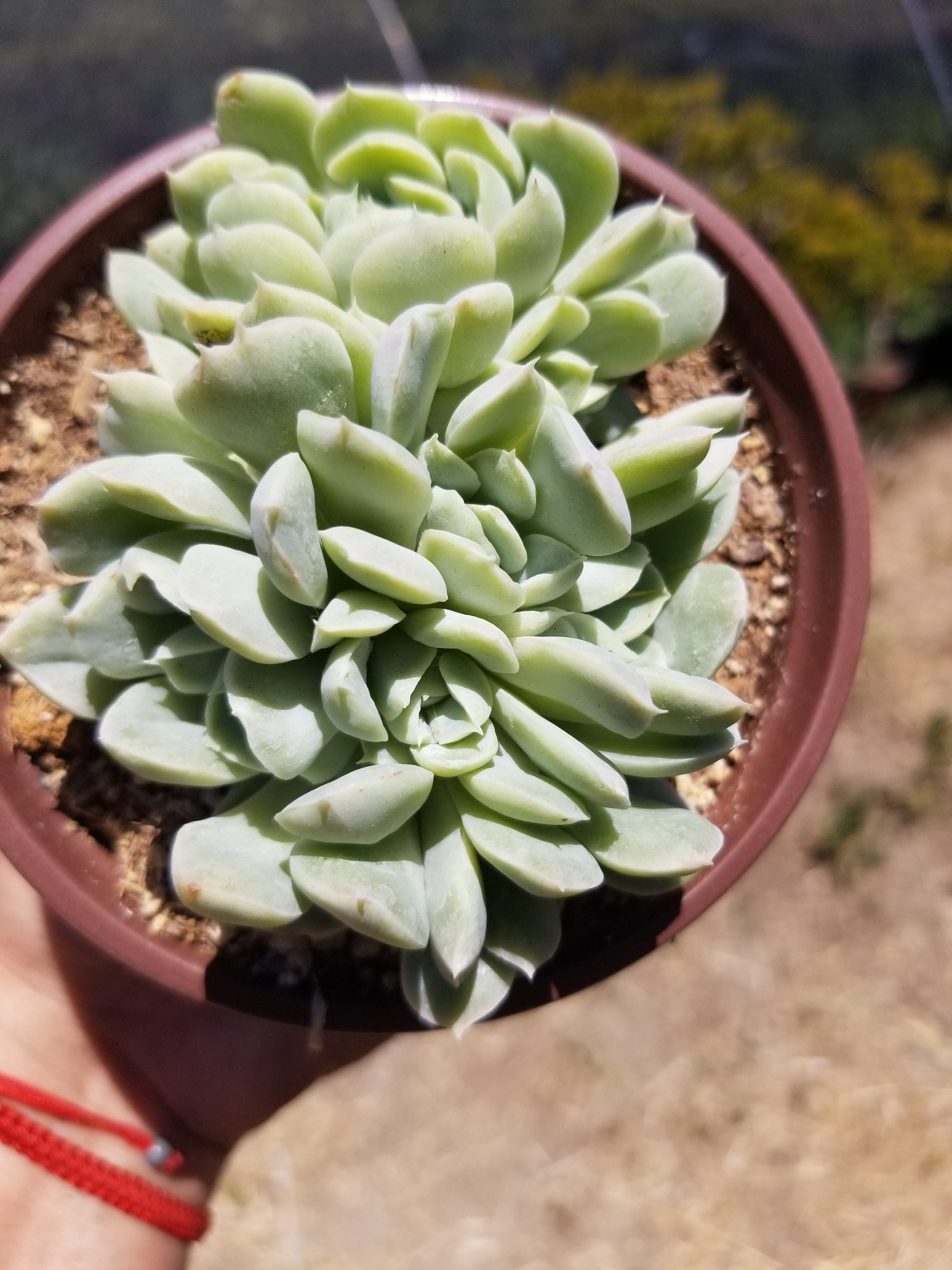 mexican snowball succulent care Echeveria Elegant Cluster "Mexican Snowball" (4" pot) Succulent plant – Beaultiful Desert Plants