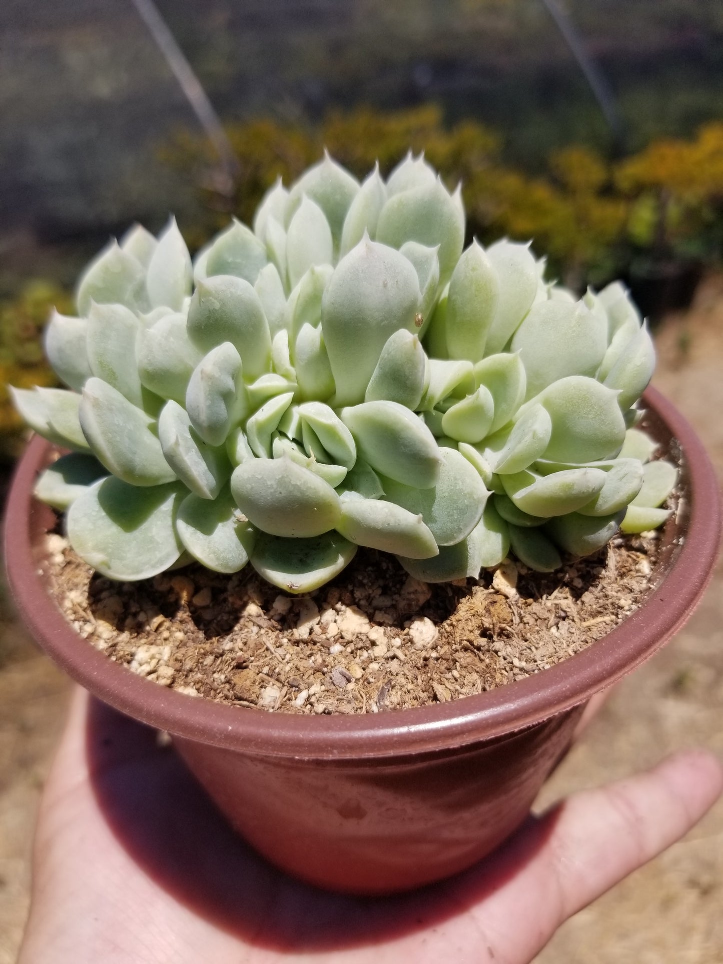 Echeveria Elegant Cluster "Mexican Snowball" (4" pot)