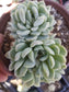 Echeveria Elegant Cluster "Mexican Snowball" (4" pot)